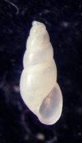 Odostomia erjaveciana